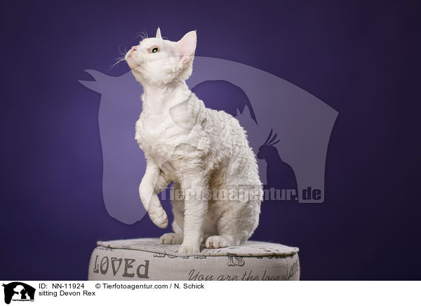 sitting Devon Rex / NN-11924