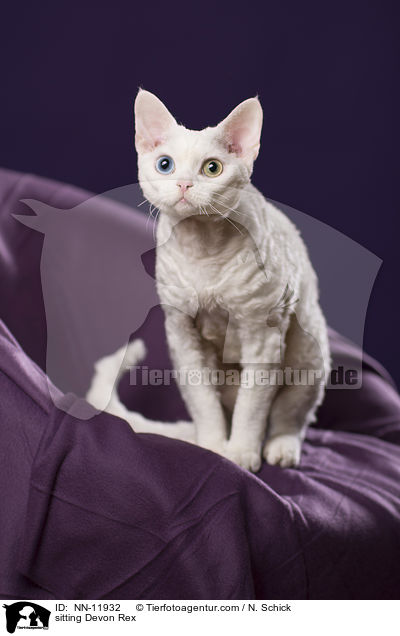 sitzende Devon Rex / sitting Devon Rex / NN-11932