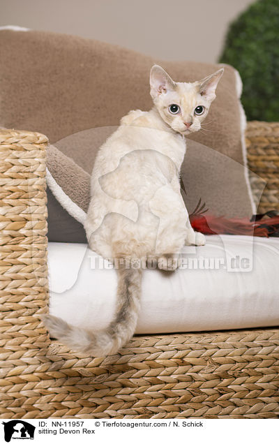 sitting Devon Rex / NN-11957