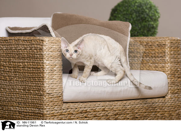 stehende Devon Rex / standing Devon Rex / NN-11961