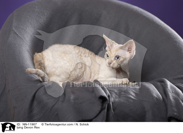 liegende Devon Rex / lying Devon Rex / NN-11967