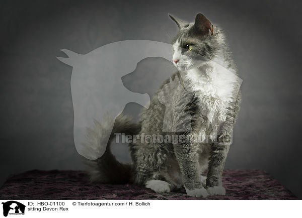 sitzende Devon Rex / sitting Devon Rex / HBO-01100