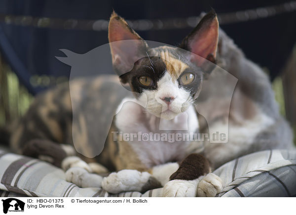 liegende Devon Rex / lying Devon Rex / HBO-01375