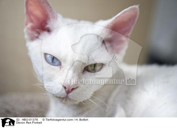 Devon Rex Portrait / HBO-01376