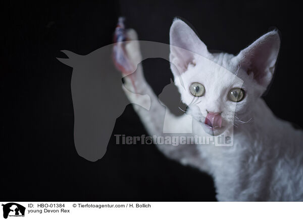 junge Devon Rex / young Devon Rex / HBO-01384