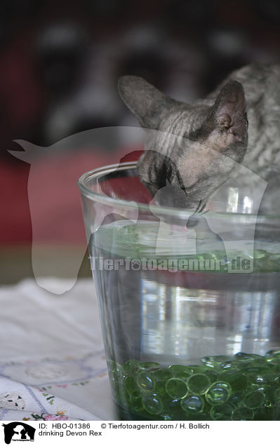 trinkende Devon Rex / drinking Devon Rex / HBO-01386