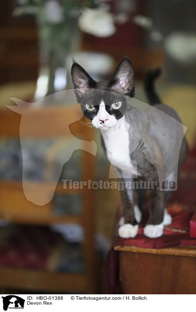 Devon Rex / HBO-01388