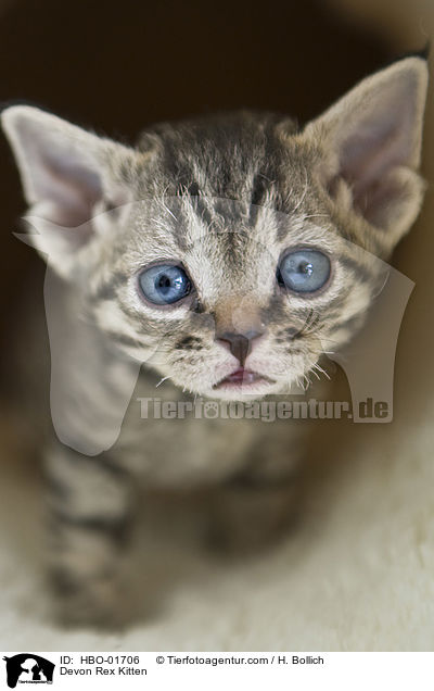 Devon Rex Ktzchen / Devon Rex Kitten / HBO-01706