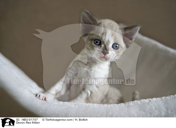 Devon Rex Ktzchen / Devon Rex Kitten / HBO-01707