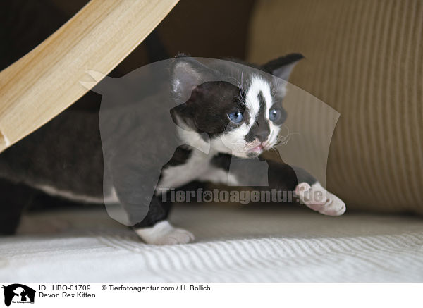 Devon Rex Kitten / HBO-01709