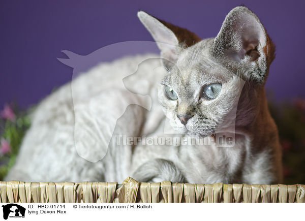 liegende Devon Rex / lying Devon Rex / HBO-01714