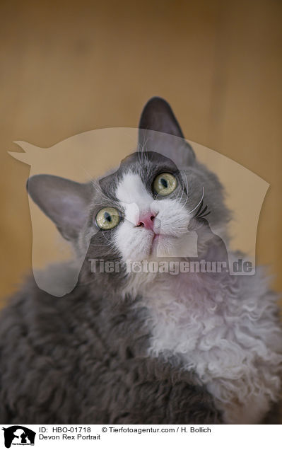 Devon Rex Portrait / Devon Rex Portrait / HBO-01718