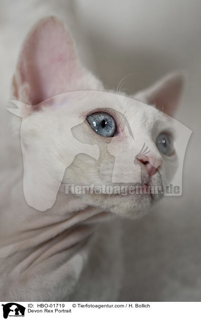 Devon Rex Portrait / Devon Rex Portrait / HBO-01719