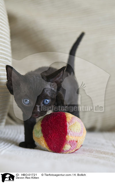 Devon Rex Ktzchen / Devon Rex Kitten / HBO-01721