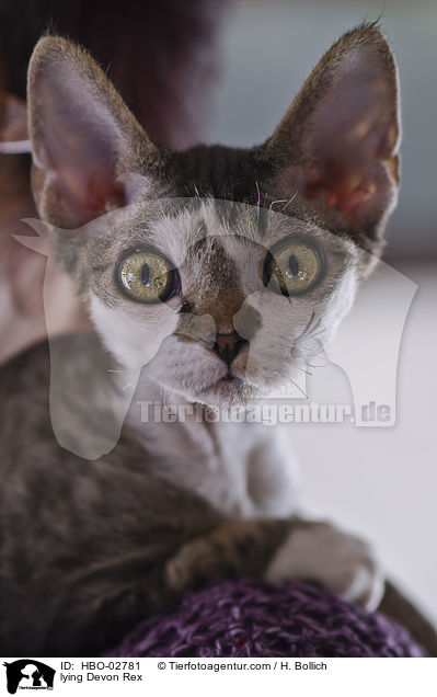 liegender Devon Rex / lying Devon Rex / HBO-02781