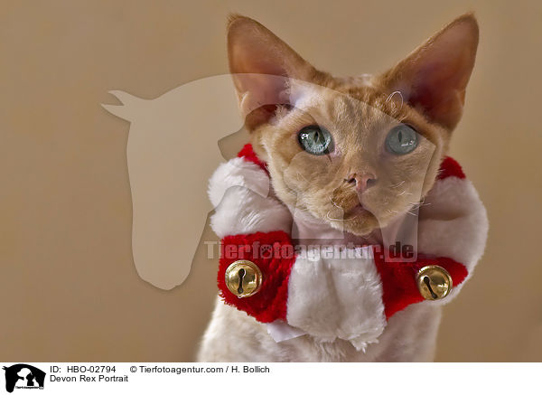 Devon Rex Portrait / Devon Rex Portrait / HBO-02794