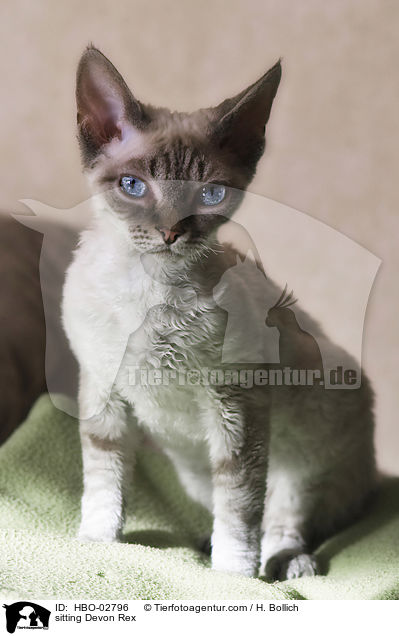 sitzende Devon Rex / sitting Devon Rex / HBO-02796