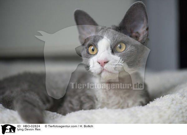 liegende Devon Rex / lying Devon Rex / HBO-02824