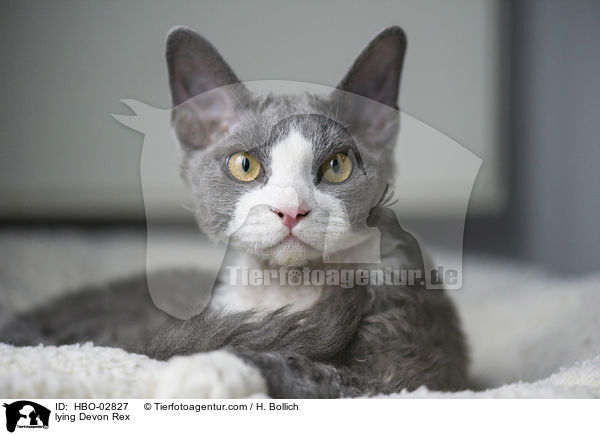 lying Devon Rex / HBO-02827