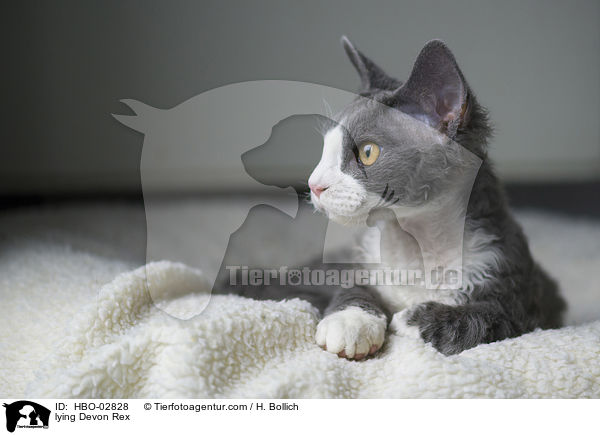 lying Devon Rex / HBO-02828
