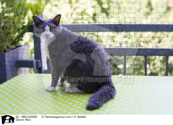 Devon Rex / Devon Rex / HBO-05999