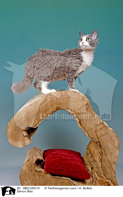 Devon Rex / Devon Rex / HBO-06010