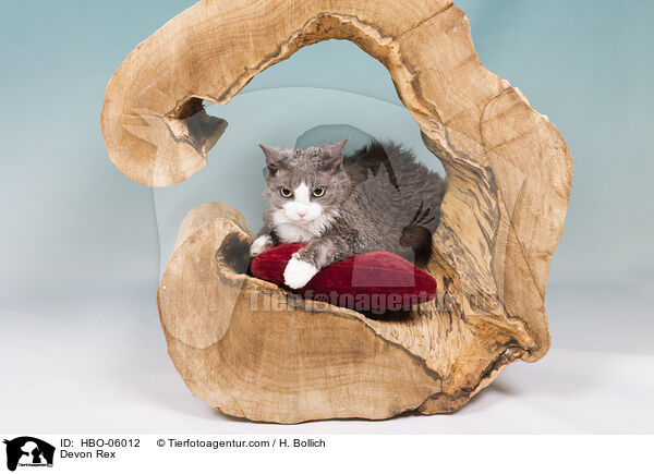 Devon Rex / HBO-06012