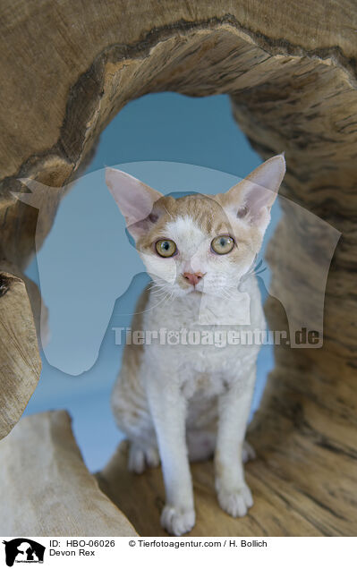 Devon Rex / HBO-06026