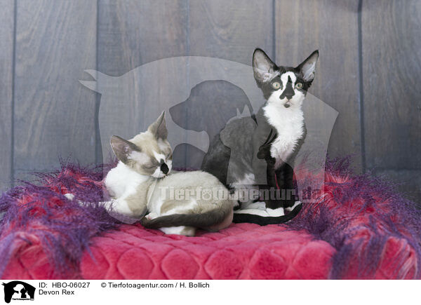 Devon Rex / HBO-06027