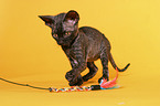 Devon Rex Kitten