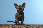 Devon Rex Kitten