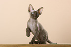 Devon Rex Kitten