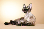 Devon Rex