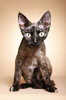 Devon Rex