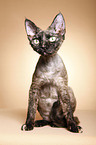 Devon Rex