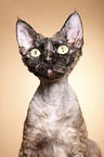 Devon Rex Portrait