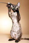 Devon Rex