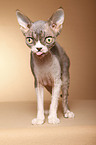 Devon Rex