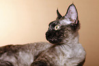 Devon Rex Portrait