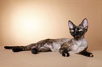 Devon Rex