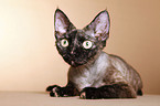 Devon Rex