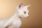 Devon Rex Portrait