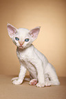 Devon Rex kitten