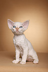 Devon Rex kitten