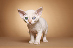 Devon Rex kitten