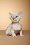 Devon Rex kitten