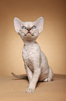 Devon Rex kitten