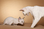 Devon Rex kitten