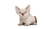 Devon Rex kitten