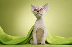 Devon Rex kitten